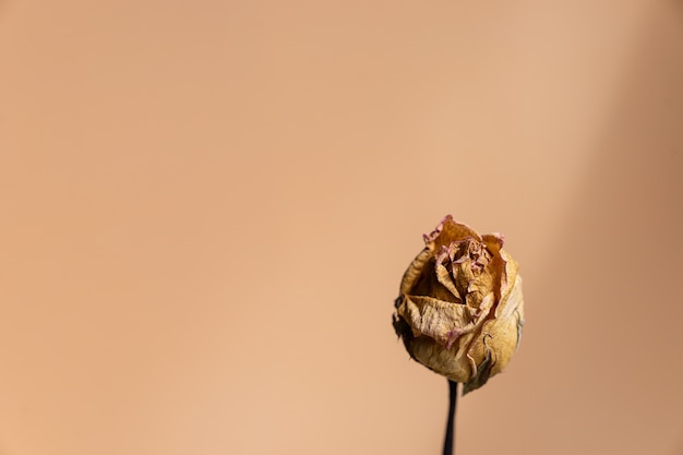 Schließen Sie herauf trockene braune Rose gegen rosafarbenen rosa Hintergrund, Gedächtnisliebeskonzept