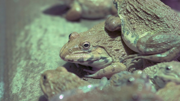 Schließen Sie herauf viele Feldfrösche im Aquakulturbauernhof in Thailand