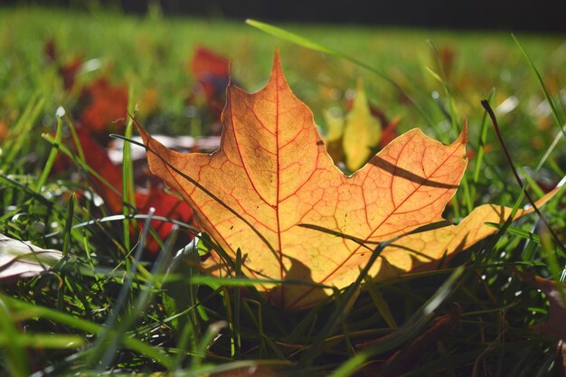 Schließen Sie herauf vorgewählten focuse Ahornblatt-Jahreszeit-Fall Autumn Back to school copyspace