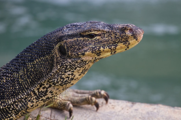 Schließen Sie herauf Wassermonitoreidechse, Varanus auf grünem Gras