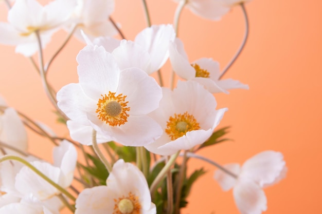 Schließen Sie herauf weiße Anemonenblumen auf farbigem Hintergrund