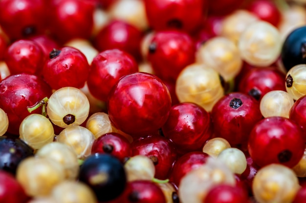 Schließen Sie herauf weiße oder gelbe, rote, schwarze rohe Johannisbeere