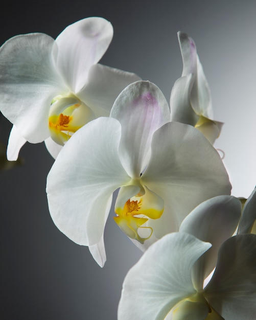 Schließen Sie herauf weiße Orchidee auf grauem Hintergrund