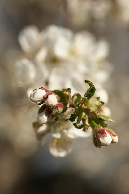 Schließen Sie herauf weißen Kirschblütenbaum im Frühjahr