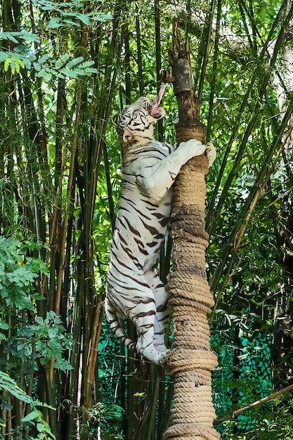 Schließen Sie herauf weißen Tiger.