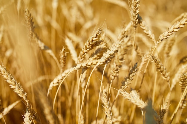 Schließen Sie herauf Weizenernte-Weizenfeldhintergrund im Sonnentagsommer-LandwirtschaftxA