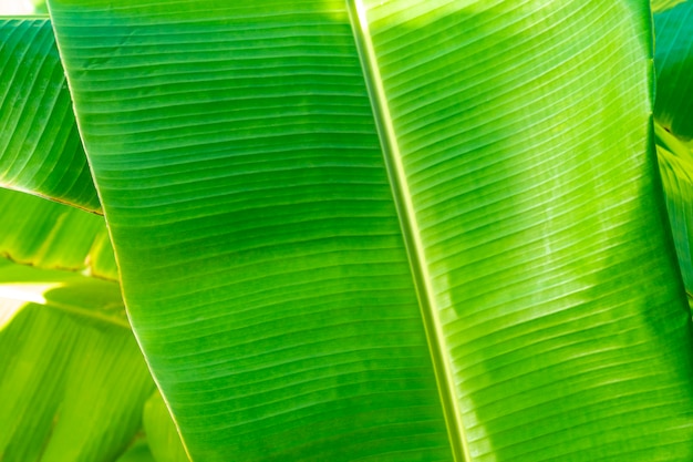 Schließen Sie klares Bananenblattmuster mit Ohrmarke und Fehler am Blattrand für jeden grafischen Hintergrund.