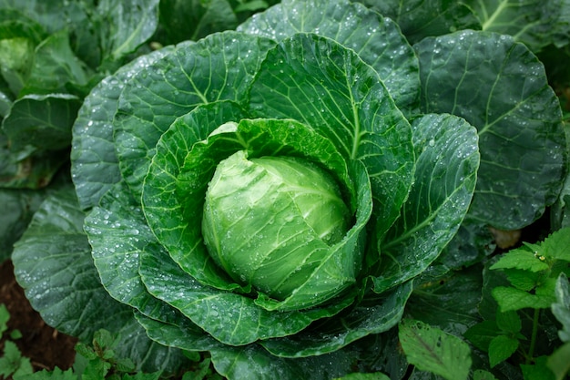 Schließen Sie nahen frischen Bio-Kohl im Hausgarten