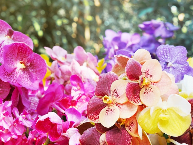 Schließen Sie nahes buntes Vanda Orchideenblumenstrauß