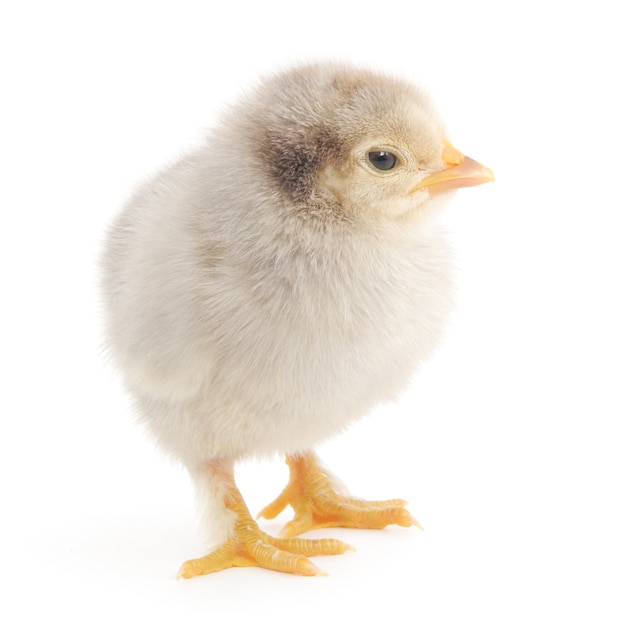 Schließen Sie nahes kleines Huhn im Studio