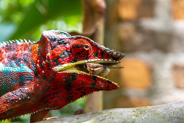 Schließen Sie oben auf buntem Chamäleon auf einem Zweig in der Natur