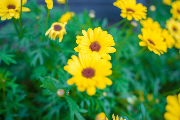 Schließen Sie oben auf gelbem Gänseblümchenfeld unter dem Morgensonnenlicht Schöne goldene Blume auf grünem Gras Frischekonzept