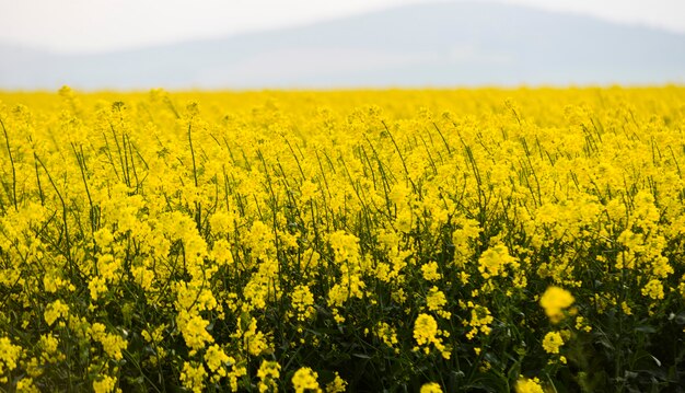 Schließen Sie oben auf gelbem Rapsfeld