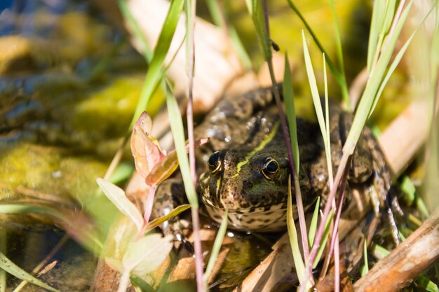 Schließen Sie oben auf großem Frosch, der im Gras sitzt