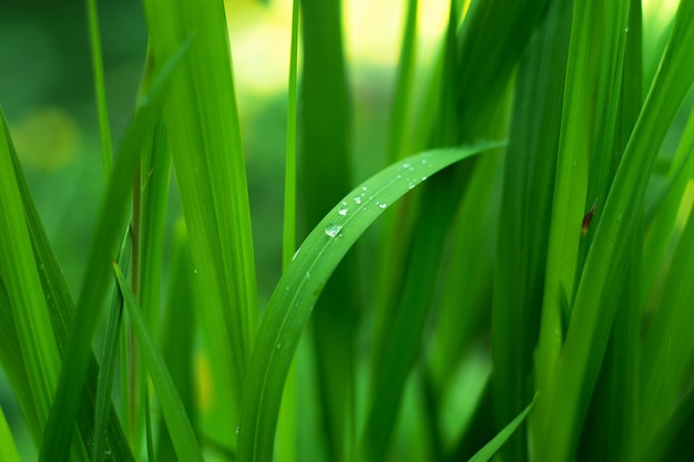 Schließen Sie oben auf grünem Gras mit Wassertropfen