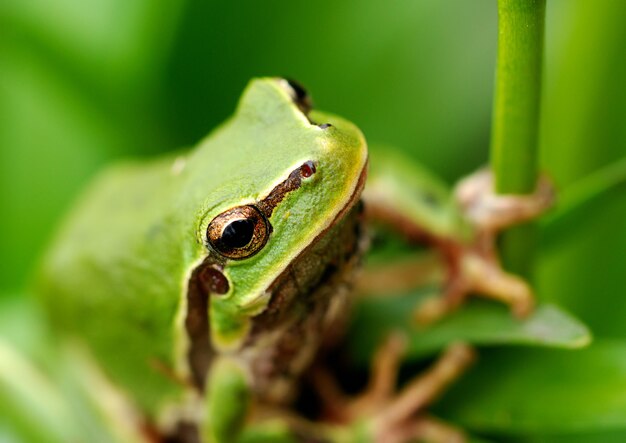 Schließen Sie oben auf grünem Laubfrosch