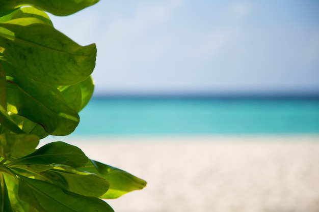 Schließen Sie oben auf grünen Pflanzen vor einem Strand