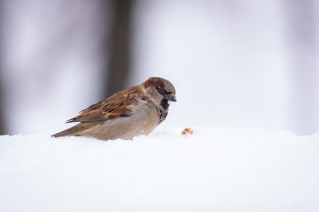 Schließen Sie oben auf Haussperling Vogel auf Schnee