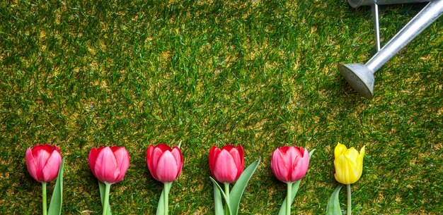 Foto schließen sie oben auf reihe von tulpen auf dem gras