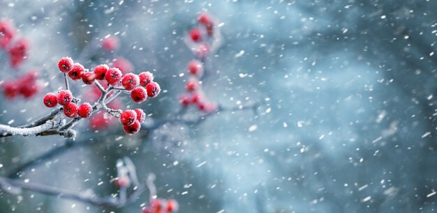 Schließen Sie oben auf roten Ebereschenbeeren in der verschneiten Natur