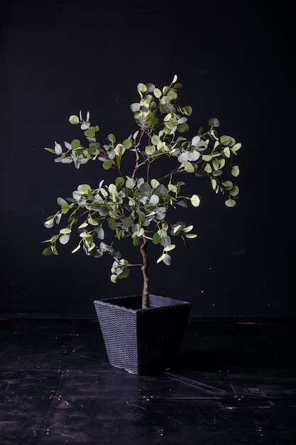 Foto schließen sie oben auf schönen baum im topf