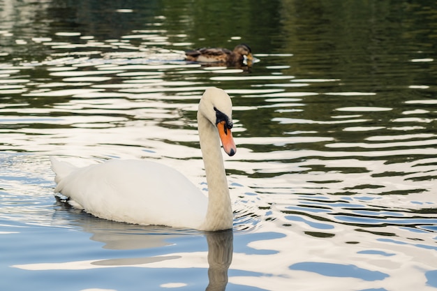 Schließen Sie oben auf weißem Schwan, der in großem klarem welligem Teich schwimmt