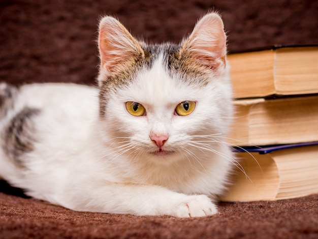 Schließen Sie oben auf weißer Katze, die auf der Couch nahe Büchern ruht