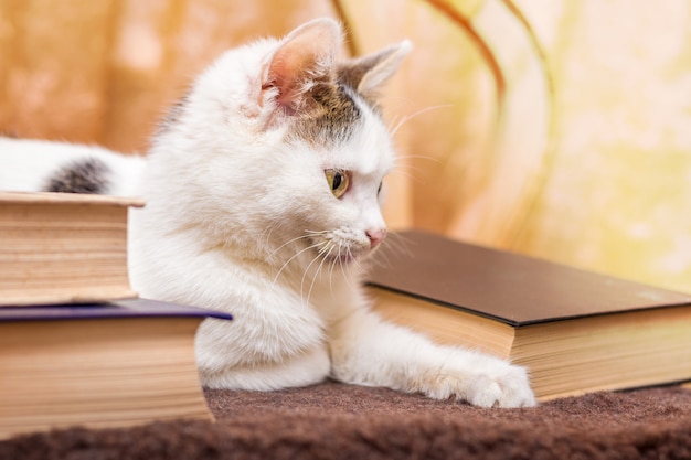 Schließen Sie oben auf weißer Katze, die auf der Couch nahe Büchern ruht