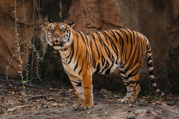 Schließen Sie oben Bengal Tiger im Zoo