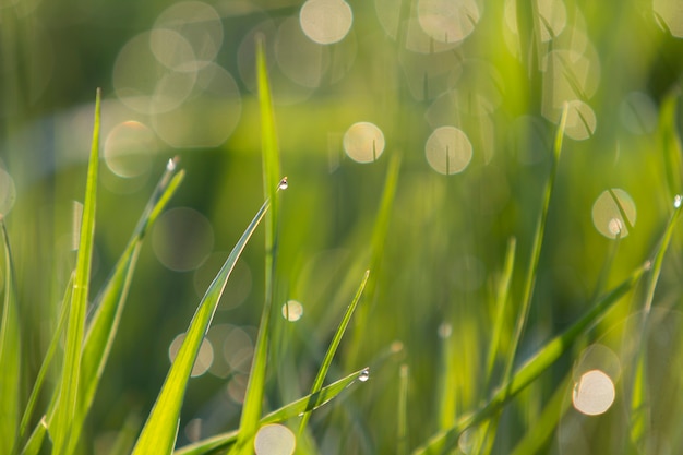 Schließen Sie oben das abstrakte Makrobild des hellen, frischen, sauberen, hellgrünen Grashalms, der auf einem verschwommenen Bokeh an einem sonnigen Frühlings- oder Sommertag wächst. Schönheit der natürlichen Umwelt Konzept.