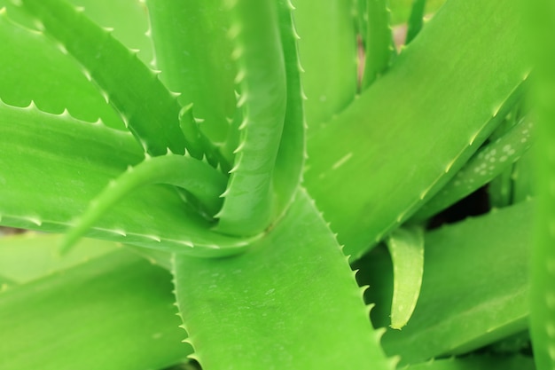 Schließen Sie oben Draufsicht der Aloe Vera Pflanze, die im Garten wächst.