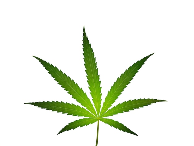 Schließen Sie oben ein frisches grünes Cannabis oder Hanfblatt, das auf Weiß isoliert wird
