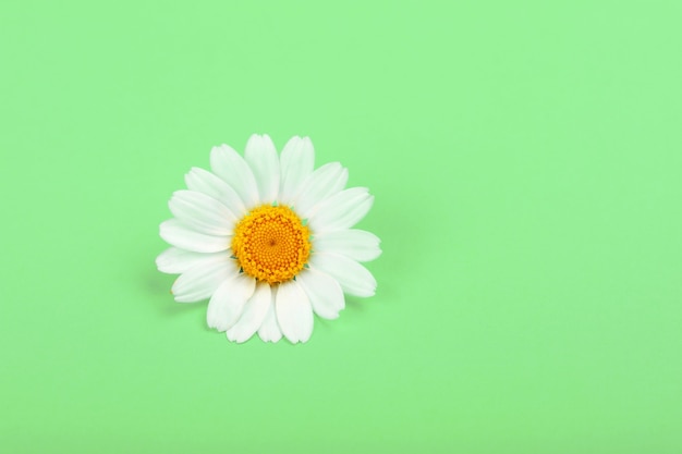 Schließen Sie oben einen Blumenkopf der frischen weißen Kamillenblume über grünem Hintergrund
