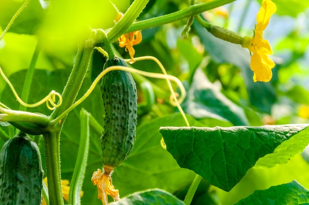 Schließen Sie oben frische Gurke im Gewächshaus