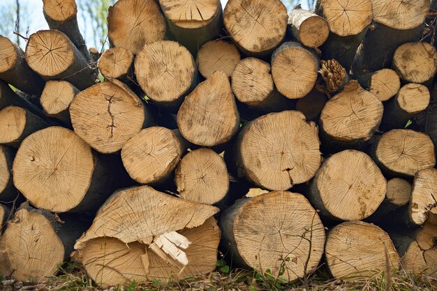 Schließen Sie oben gestapelte gesägte Holzstämme für Hintergrund oder Abstraktion