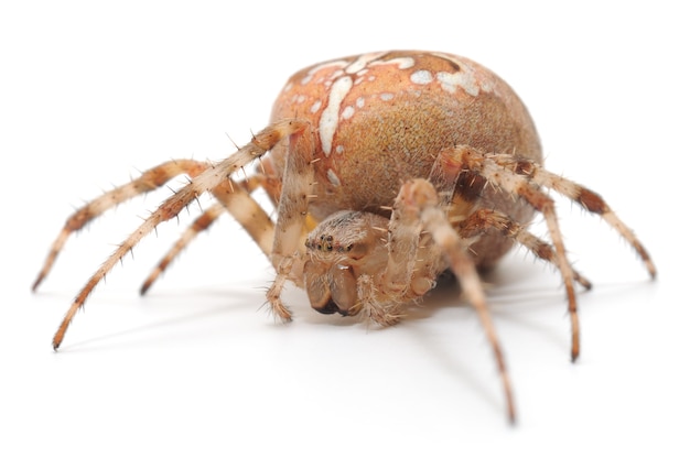 Schließen Sie oben Hausspinne im Studio