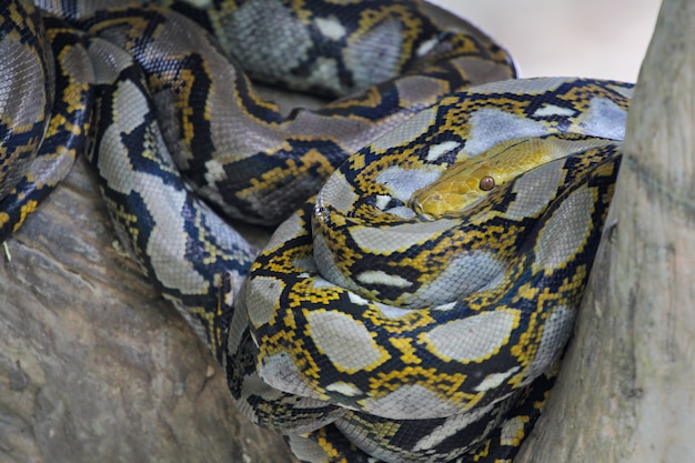 Schließen Sie oben Kopf große birmanische Pythonschlange im Körper auf Stockbaum bei Thailand