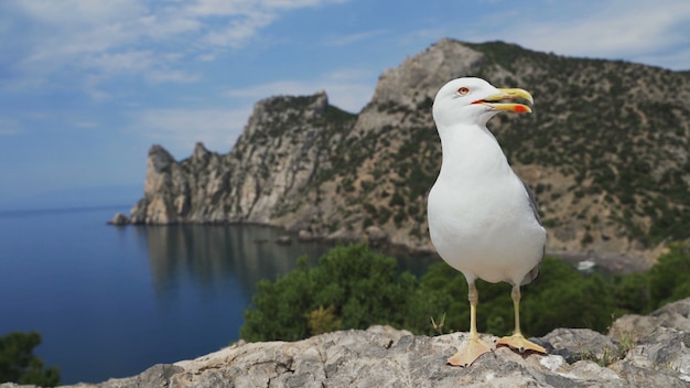 Schließen Sie oben Möwe, die auf einem Felsen steht