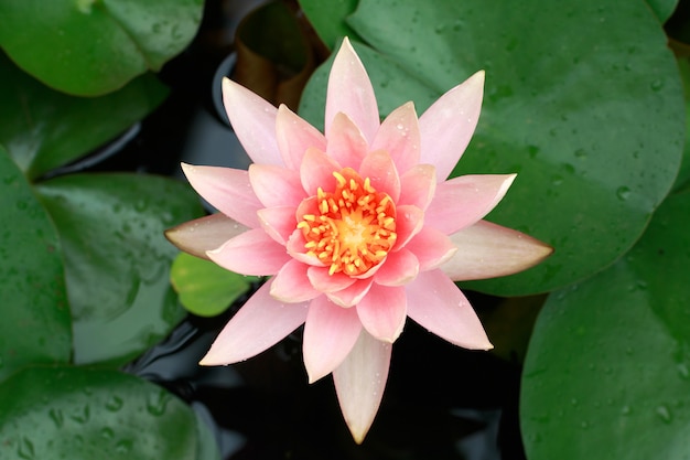 Foto schließen sie oben rosa lotus-seerosenblume