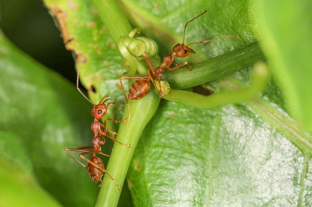 Schließen Sie oben rote Ameise auf frischem Blatt in der Natur