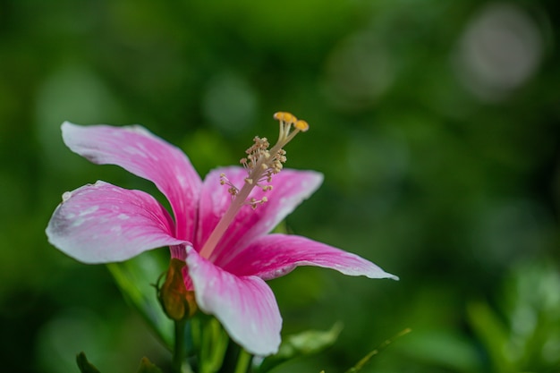 Schließen Sie oben rote Hibiskusblume.