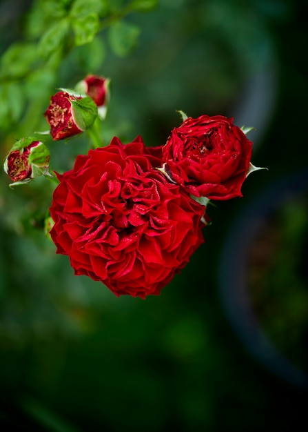 Schließen Sie oben rote Rose blühende Pflanze im Garten