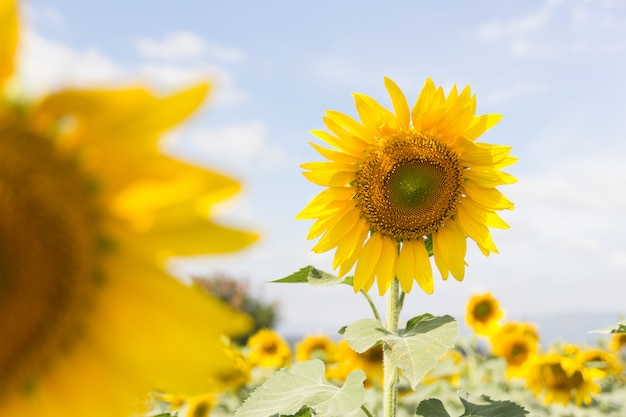 Schließen Sie oben Sonnenblume im Feld