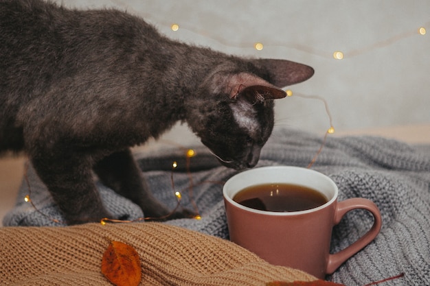 Schließen Sie oben Tasse Kaffee mit einer Katze