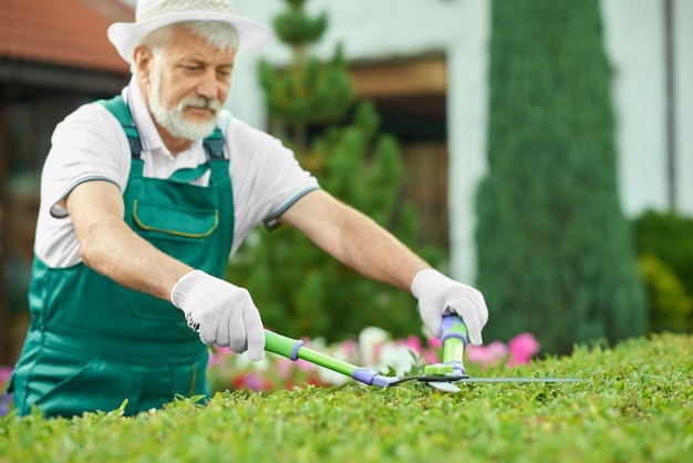 Schließen Sie oben vom älteren Mann und grünen Busch am netten Garten schneiden.