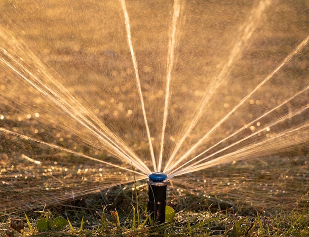 Schließen Sie oben vom automatischen Sprinkler, der den Rasen bei Sonnenuntergang bewässert.