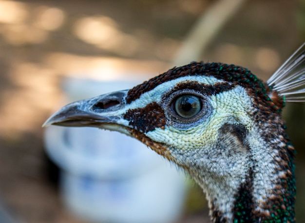 Schließen Sie oben vom Pfaukopf am Zoo im sonnigen Tag. Auge des Pfaus am Garten mit unscharfem Hintergrund.