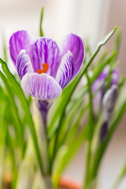 Schließen Sie oben vom purpurroten Krokus in der Blüte auf Fensterbrett. Frühlingsblumen, heimische Gartenarbeit