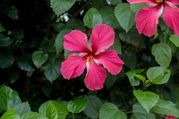 Schließen Sie oben vom roten Hibiscus Rosa-Sinensis