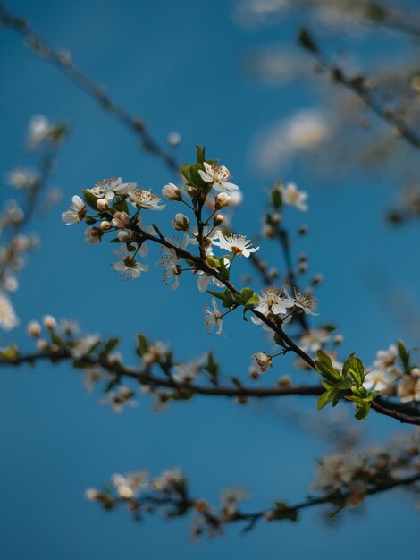 Foto schließen sie oben vom schönen frühlingsbaum im park.